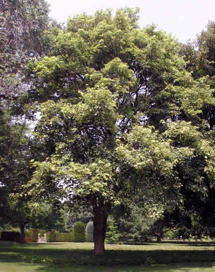 Acer pseudoplatanus Leopoldii frm.jpg